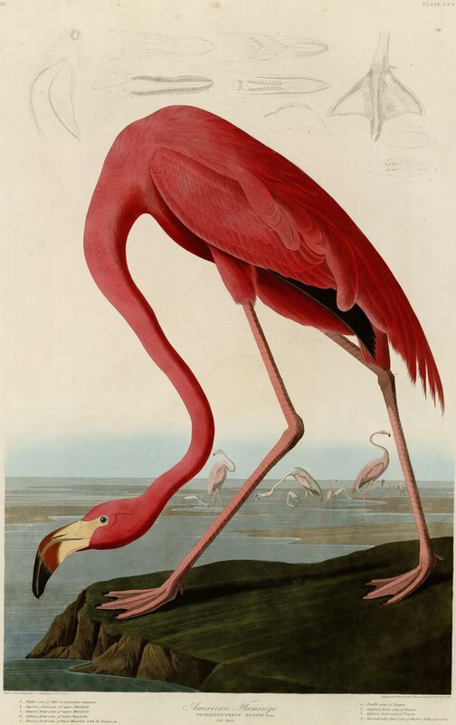 Flaming karmazynowy - John James Audubon