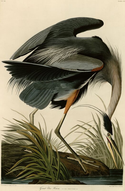 Czapla modra - John James Audubon