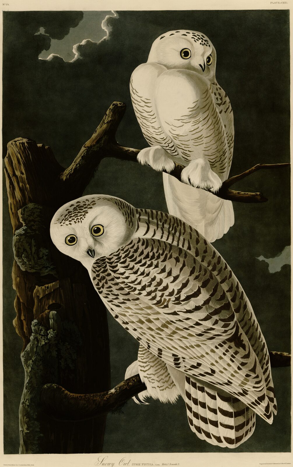 Sowa śnieżna - John James Audubon