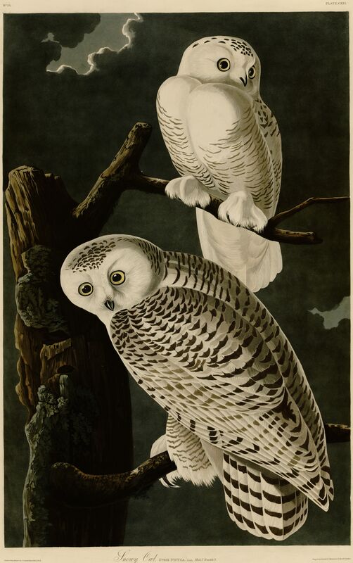 Sowa śnieżna - John James Audubon