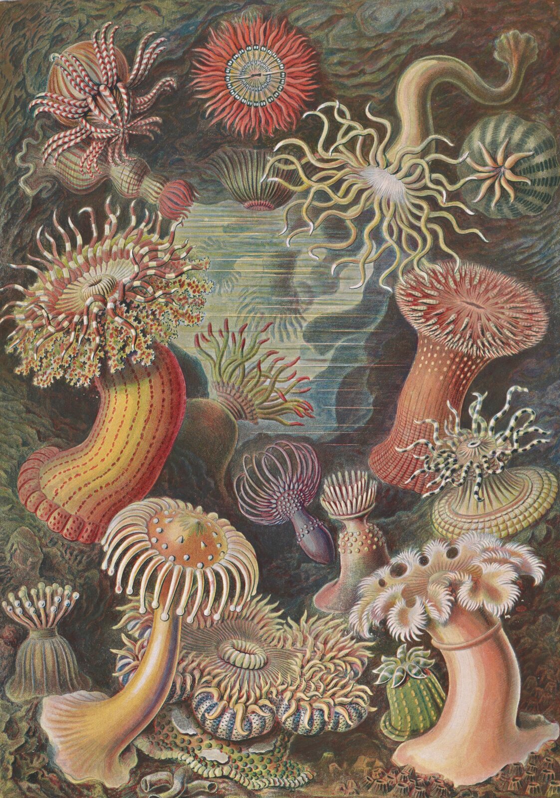 Ukwiały (Actiniae) - Ernst Haeckel