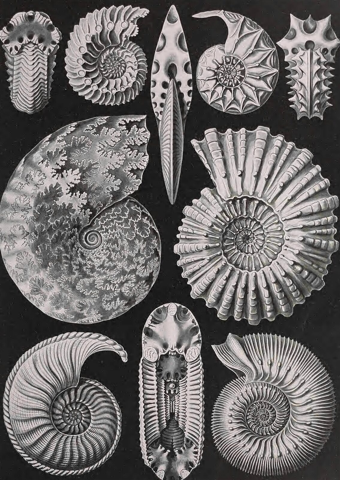 Amonity (Ammonitida) - Ernst Haeckel