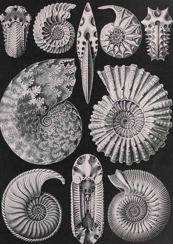 Amonity (Ammonitida) - Ernst Haeckel