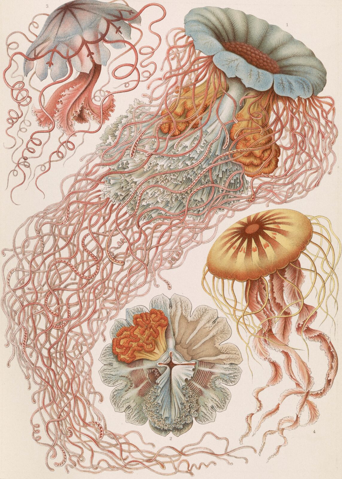 Meduzy (Discomedusae) - Ernst Haeckel