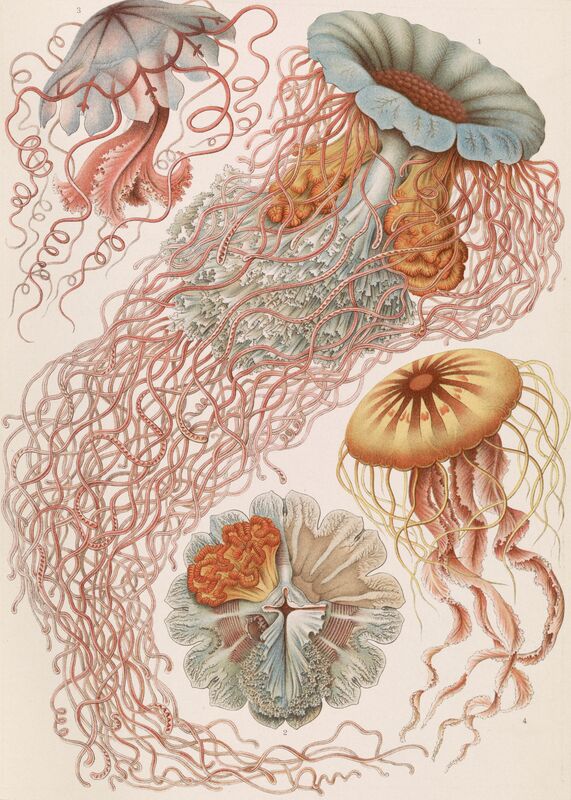 Meduzy (Discomedusae) - Ernst Haeckel