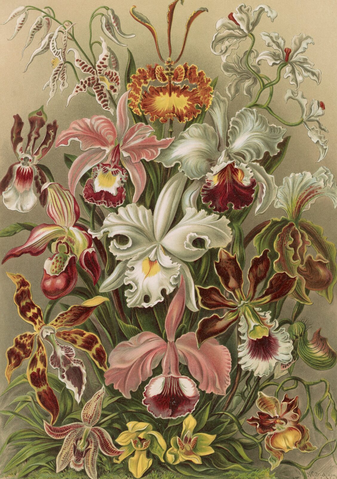 Storczyki (Orchidae) - Ernst Haeckel