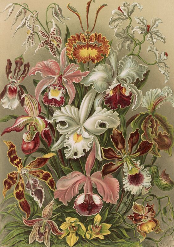 Storczyki (Orchidae) - Ernst Haeckel