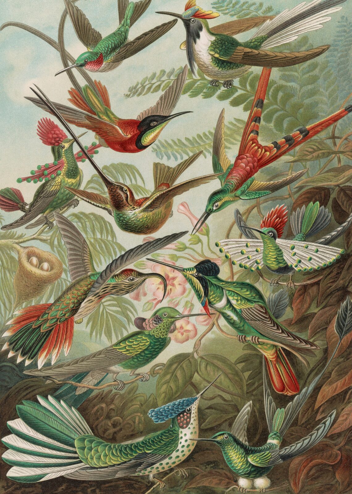 Kolibry (Trochilidae) - Ernst Haeckel