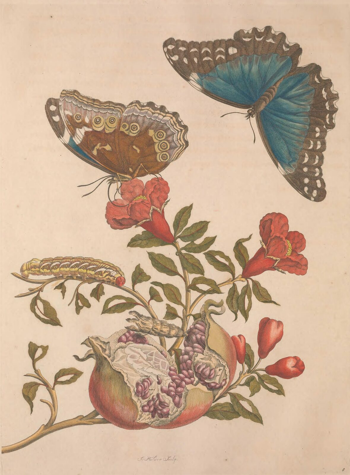 Granat i motyle Morpho - Maria Sibylla Merian