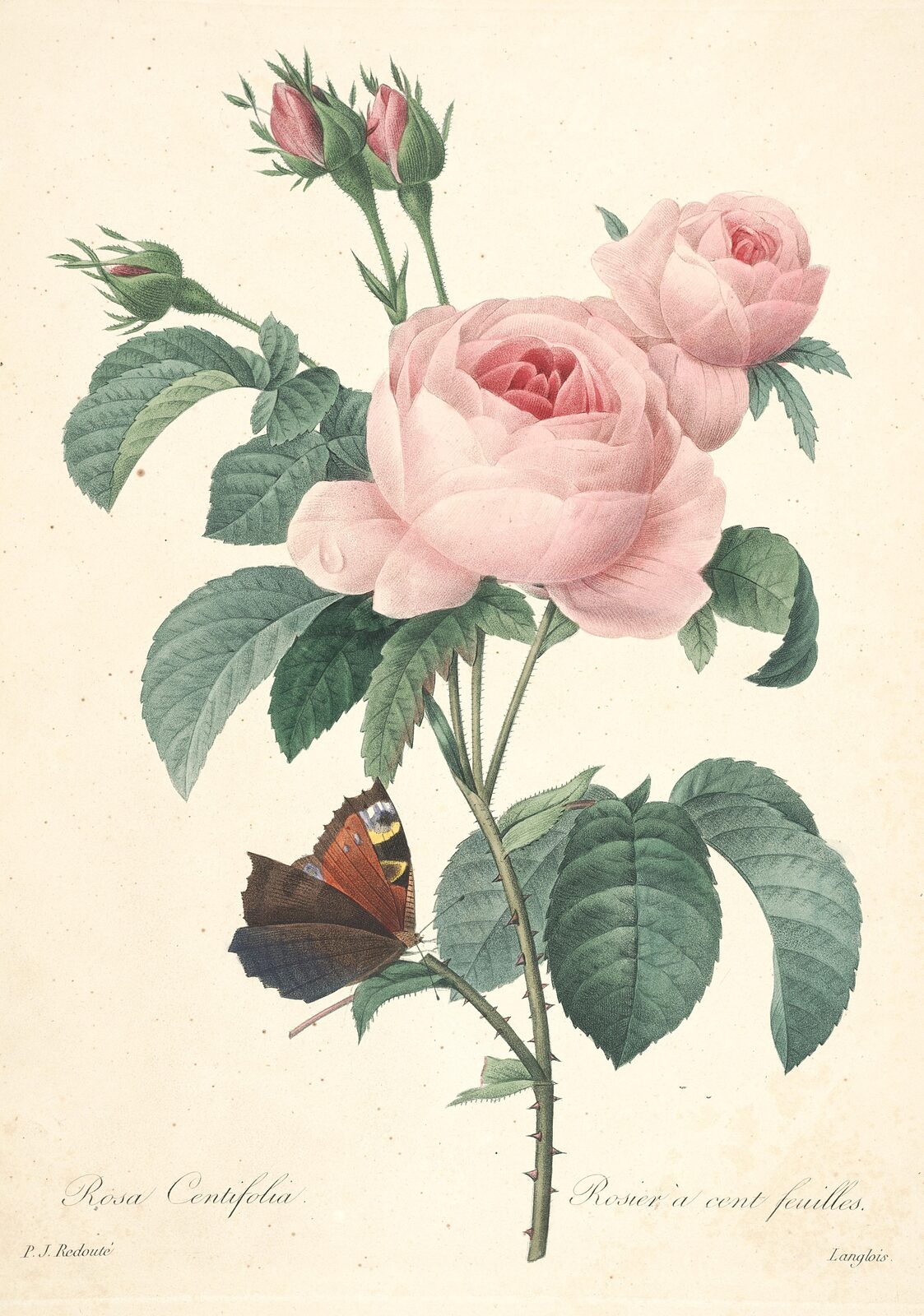 Róża stulistna (Rosa centifolia) - Pierre-Joseph Redouté